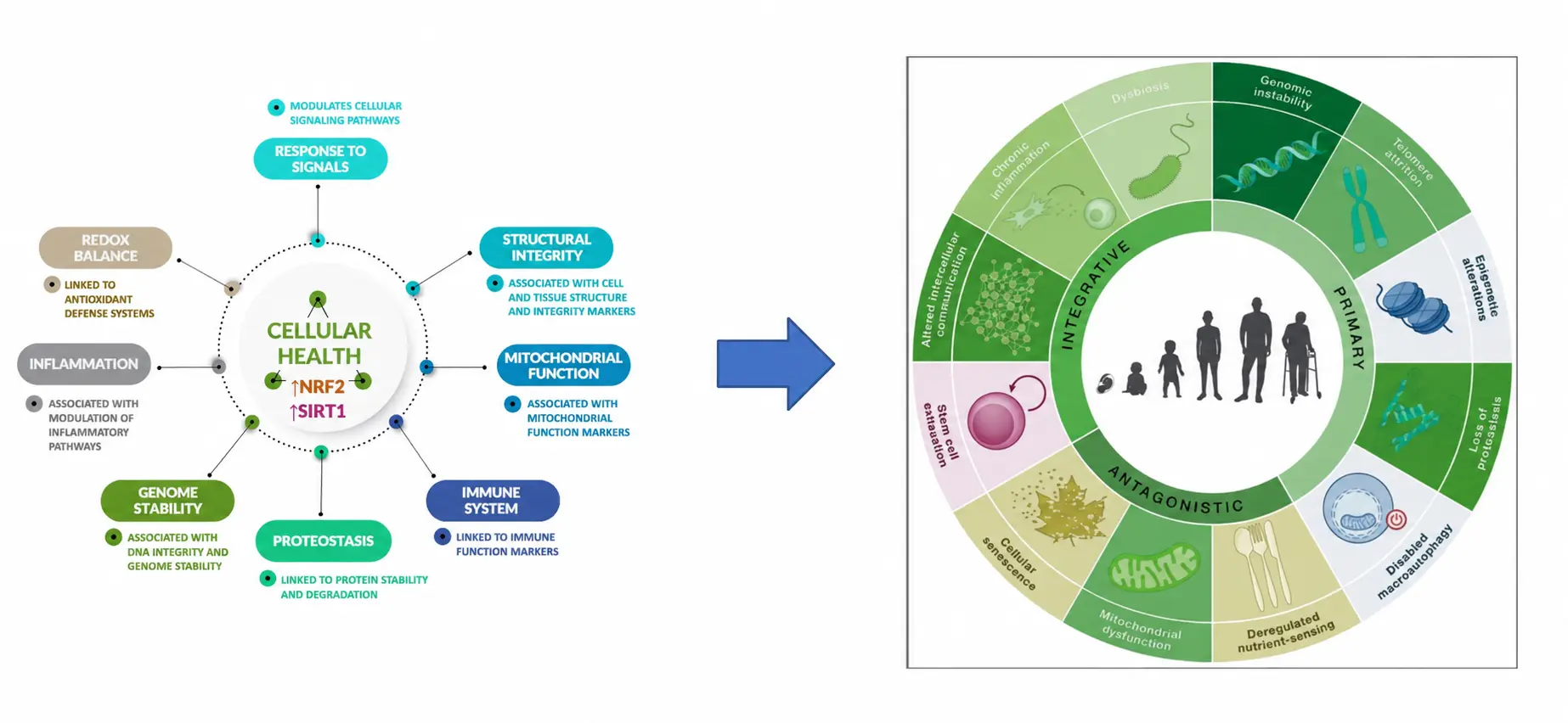 TetraSOD cellular health and hallmarks of aging diagram